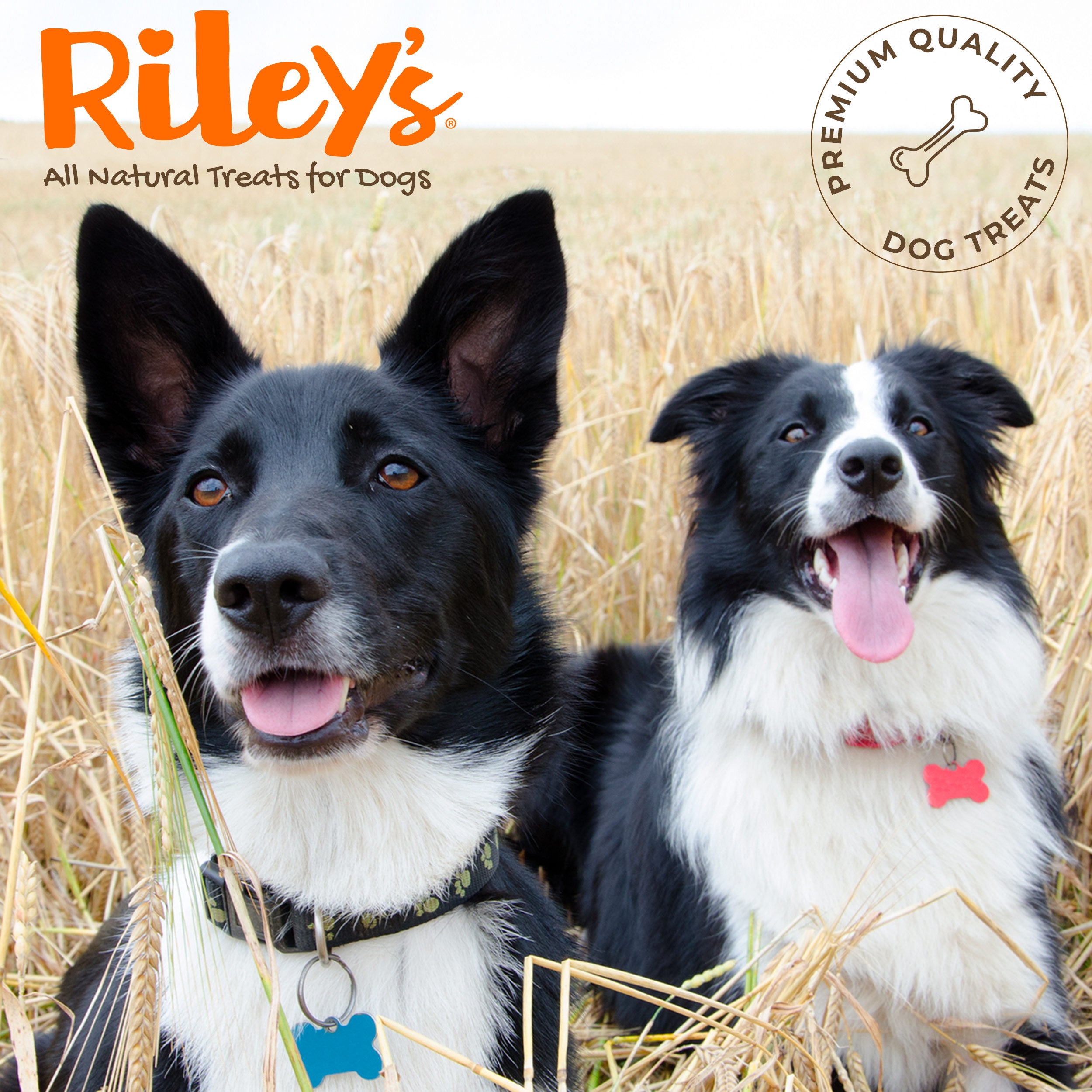 7-Rileycollies.jpg